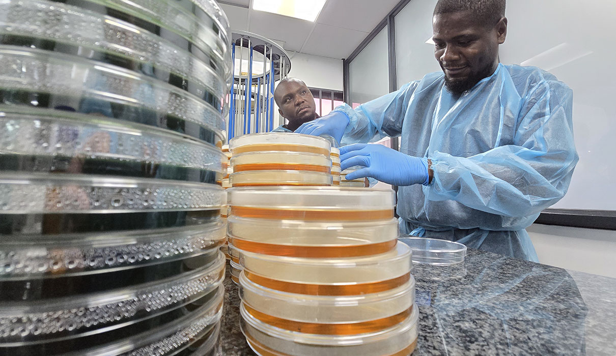 A lab technician wearing protective clothing handling petri dishes.